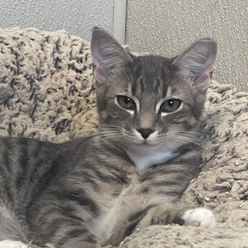 A baby small-sized female Gray & White Domestic Short Hair cat named Rosalie for adoption in New Philadelphia, OH