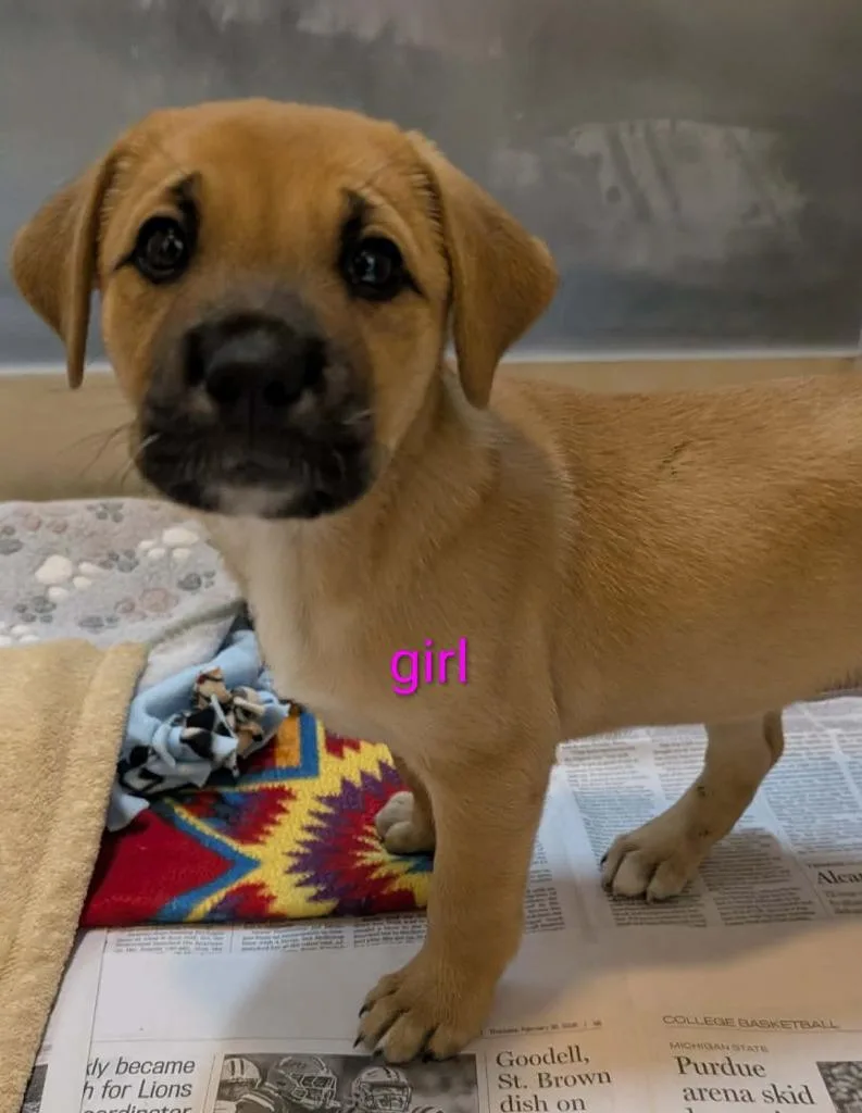 Betty Crocker thumbnail 2