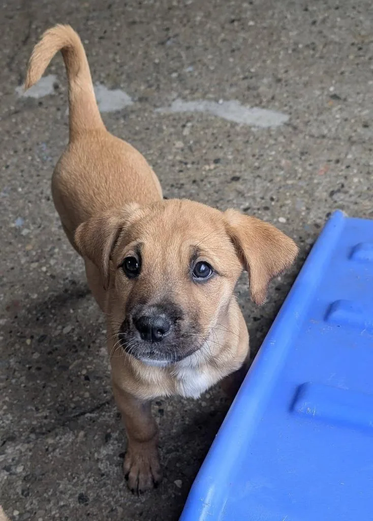 Betty Crocker thumbnail 4