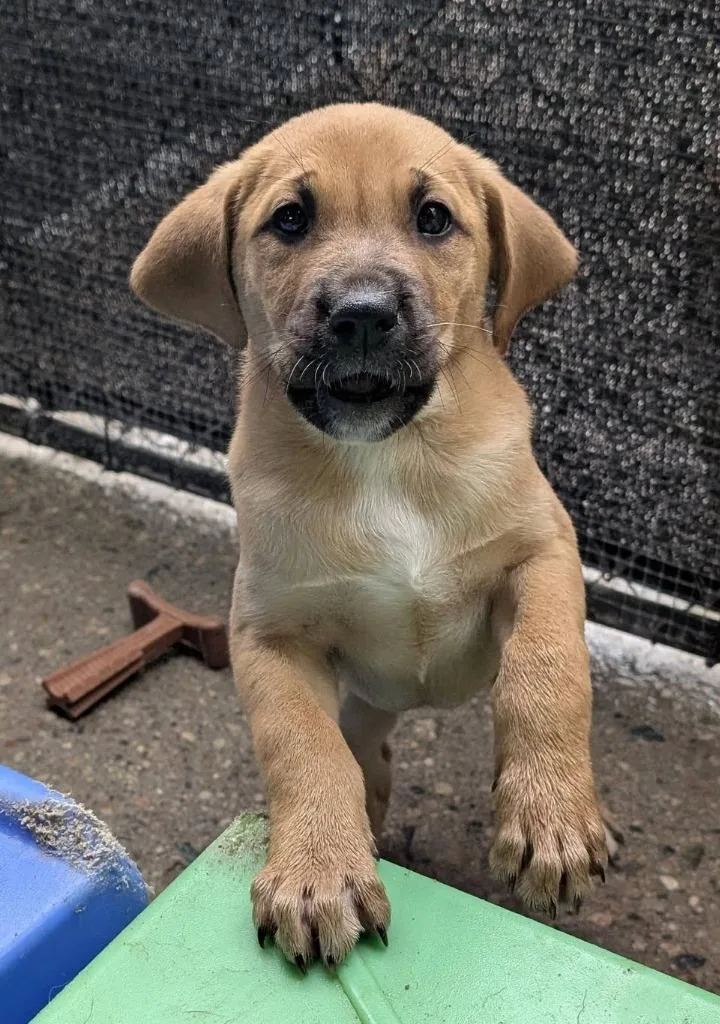 Betty Crocker thumbnail 5