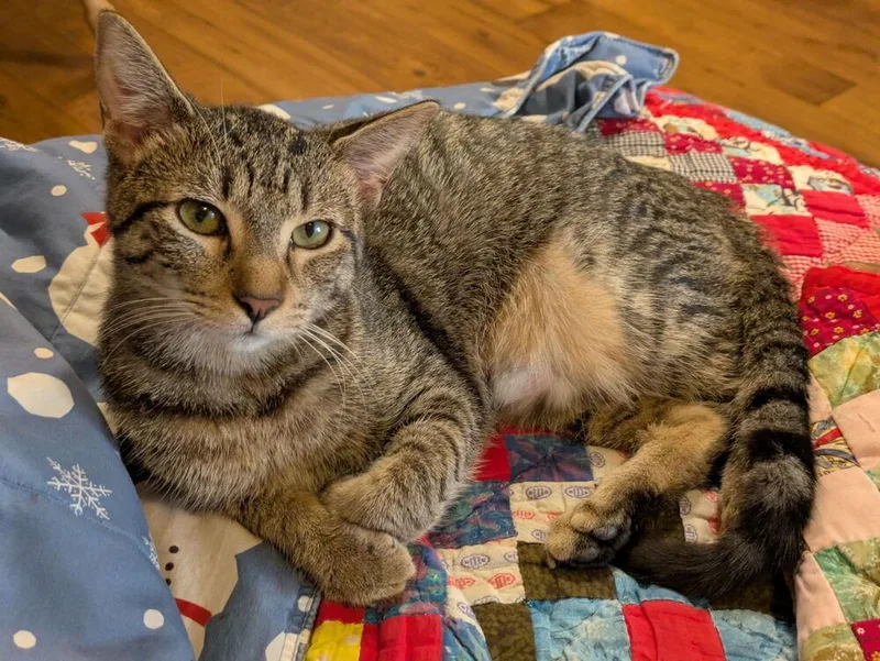 Mulberry thumbnail 5