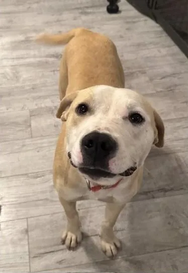 A young medium-sized male White / Cream American Staffordshire Terrier dog named Peanut Butter aka Peter for adoption in Farmington, MO
