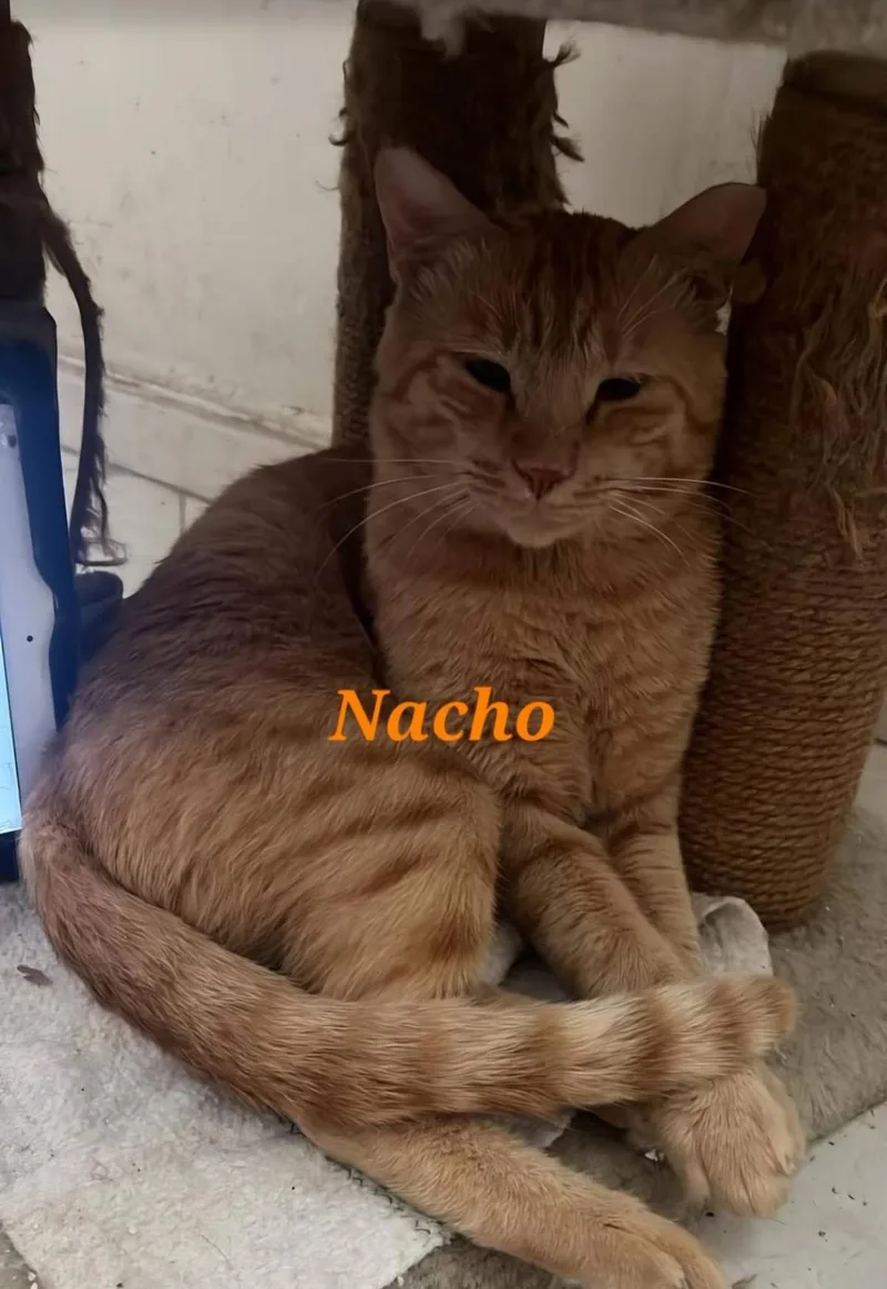 An adult medium-sized male Domestic Short Hair cat named Nacho for adoption in Tampa, FL