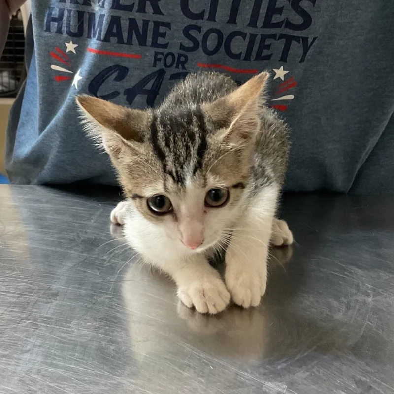 A baby small-sized female Gray / Blue / Silver Domestic Short Hair cat named Ruby for adoption in Monroe, LA