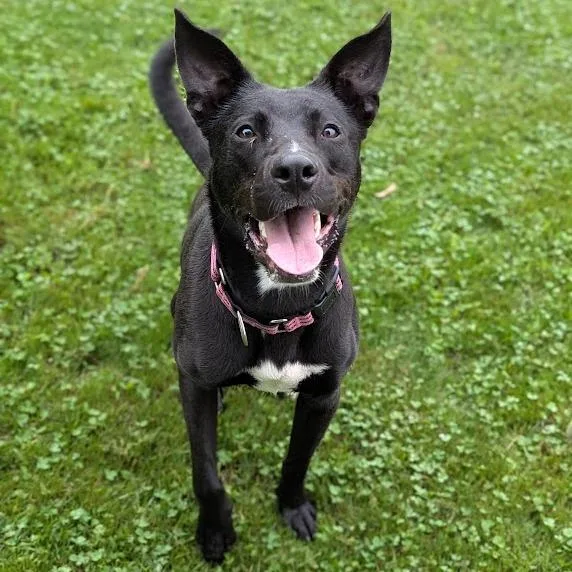 A young medium-sized male Black Mixed Breed dog named Nelson for adoption in Ashtabula, OH