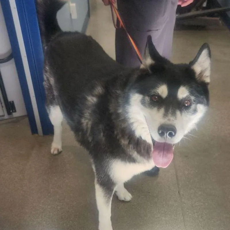 A senior large-sized male Black Husky dog named Max for adoption in Kingman, AZ