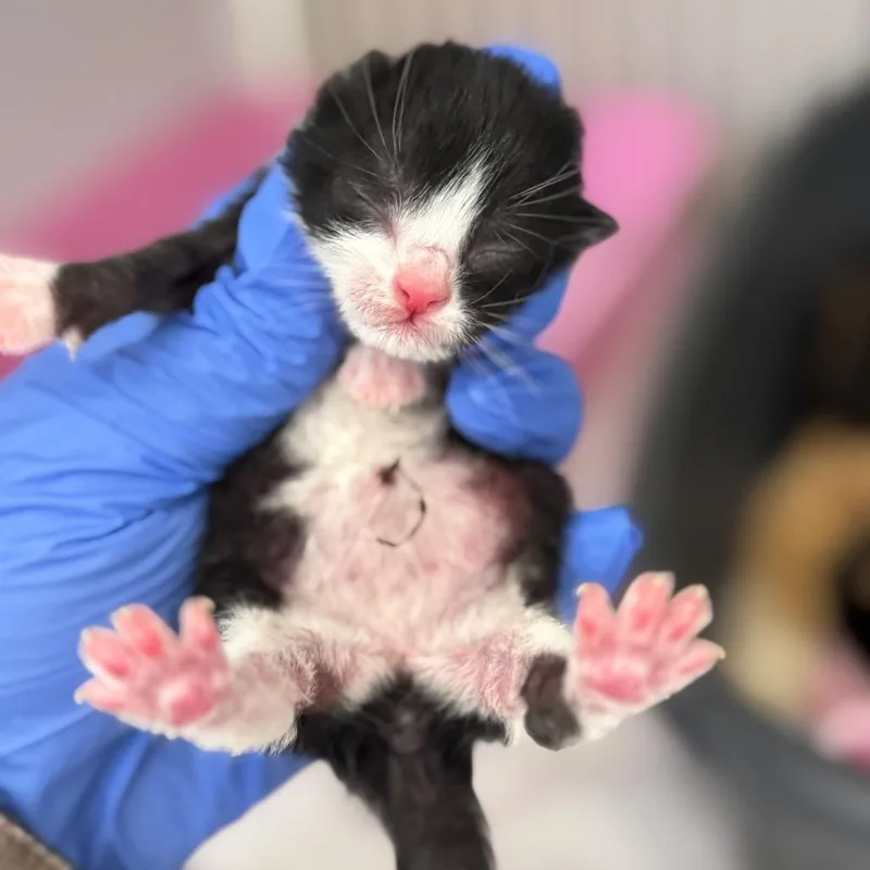 A baby small-sized female Black Domestic Short Hair cat named Hans for adoption in Auburn, AL