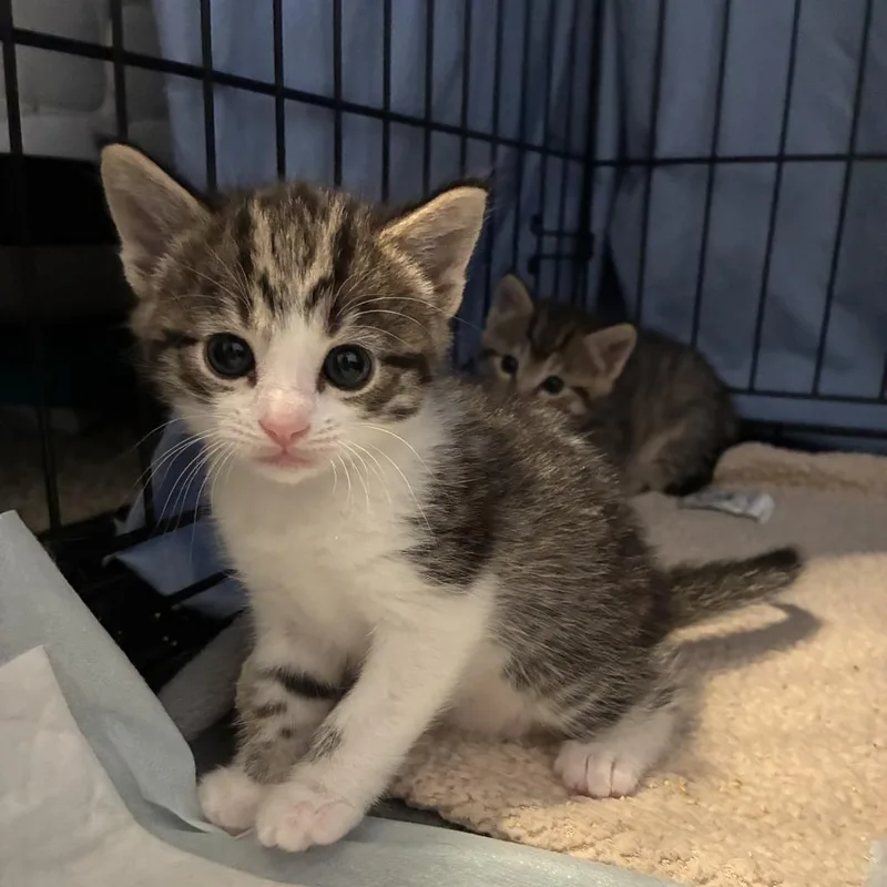 A baby small-sized female Gray / Blue / Silver Domestic Short Hair cat named Sahra for adoption in Upland, CA