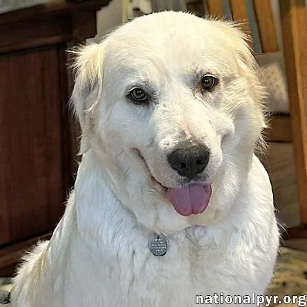 An adult large-sized female White / Cream Great Pyrenees dog named Dove In Sc  for adoption in Beacon, NY