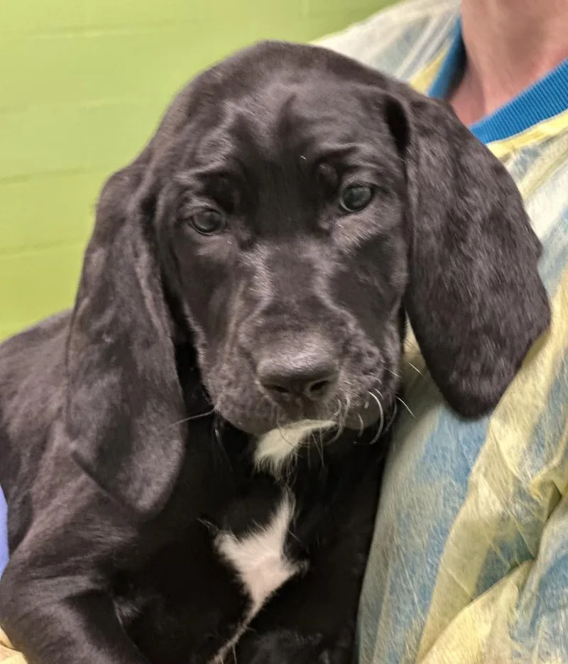 A baby small-sized female Tricolor (Brown, Black, & White) Hound dog named Ophelia for adoption in Elmsford, NY