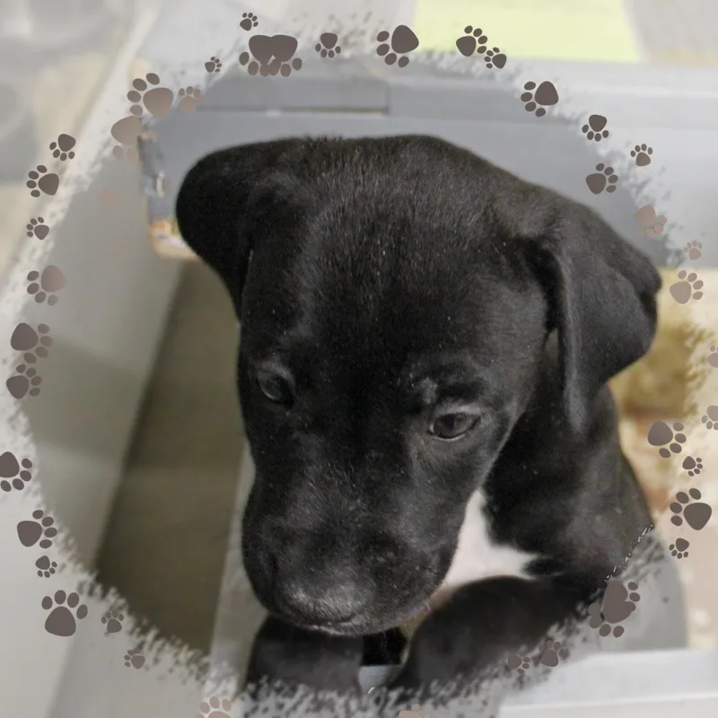 A baby medium-sized male Black Mixed Breed dog named Gilbert for adoption in Amelia, OH