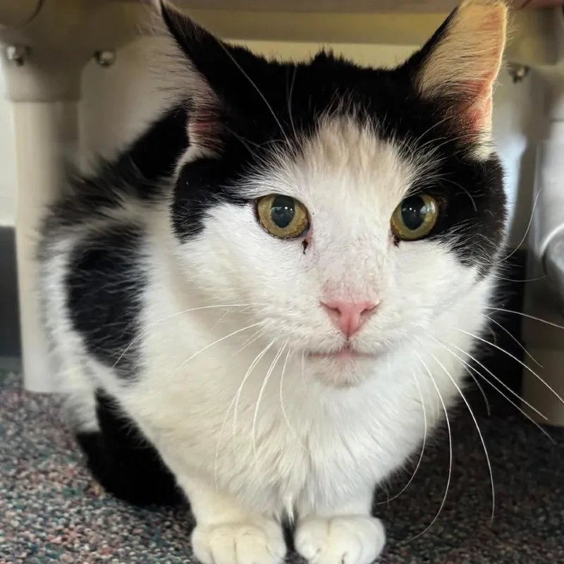 An adult medium-sized male Black Domestic Short Hair cat named Zeke for adoption in Hamburg, NY
