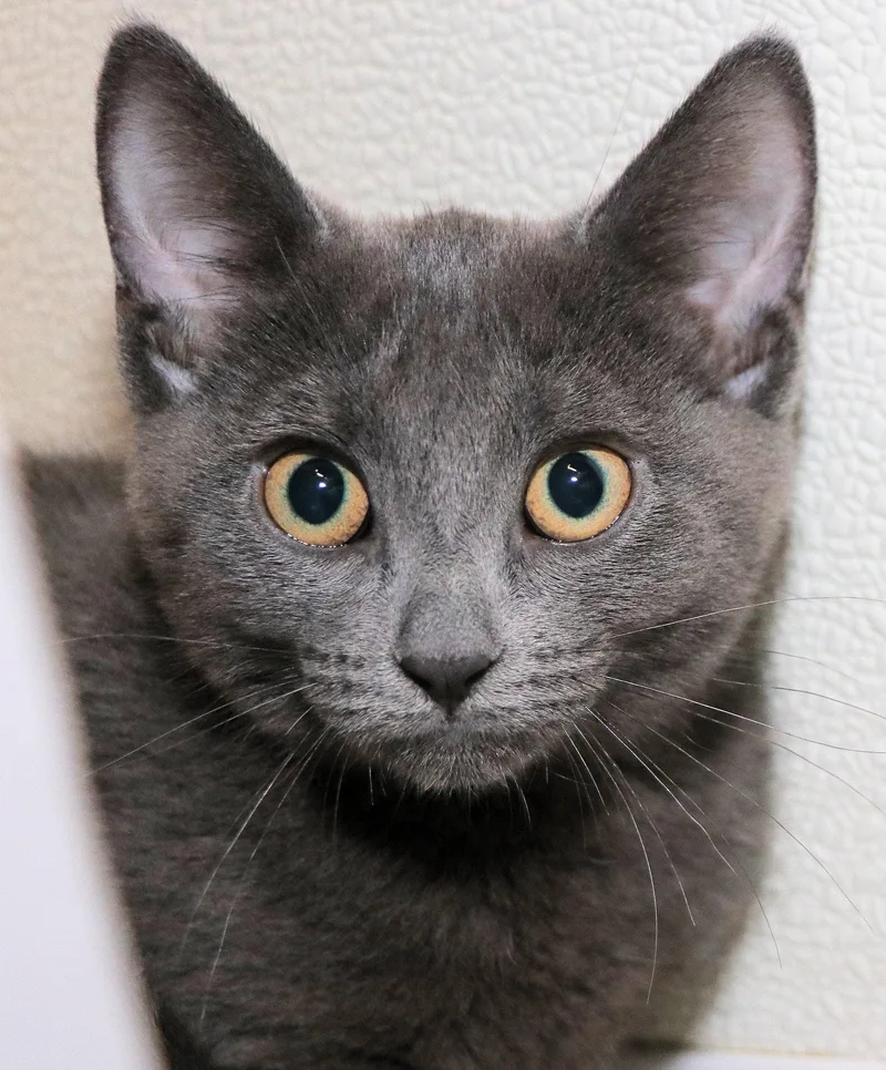 A baby medium-sized female Gray / Blue / Silver Domestic Short Hair cat named Taffeta for adoption in Cincinnati, OH