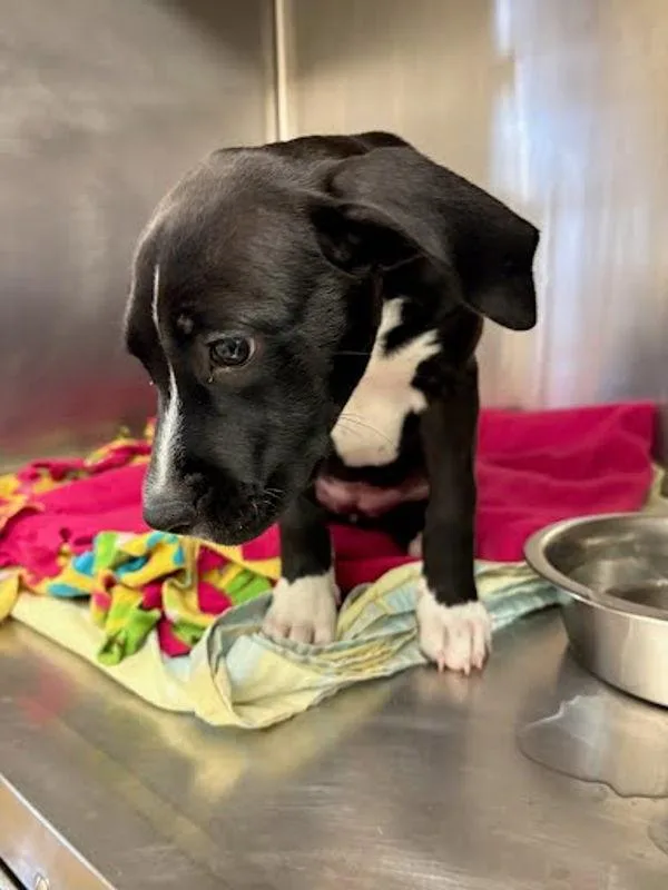 A baby small-sized female Labrador Retriever dog named Beth for adoption in Austin, TX
