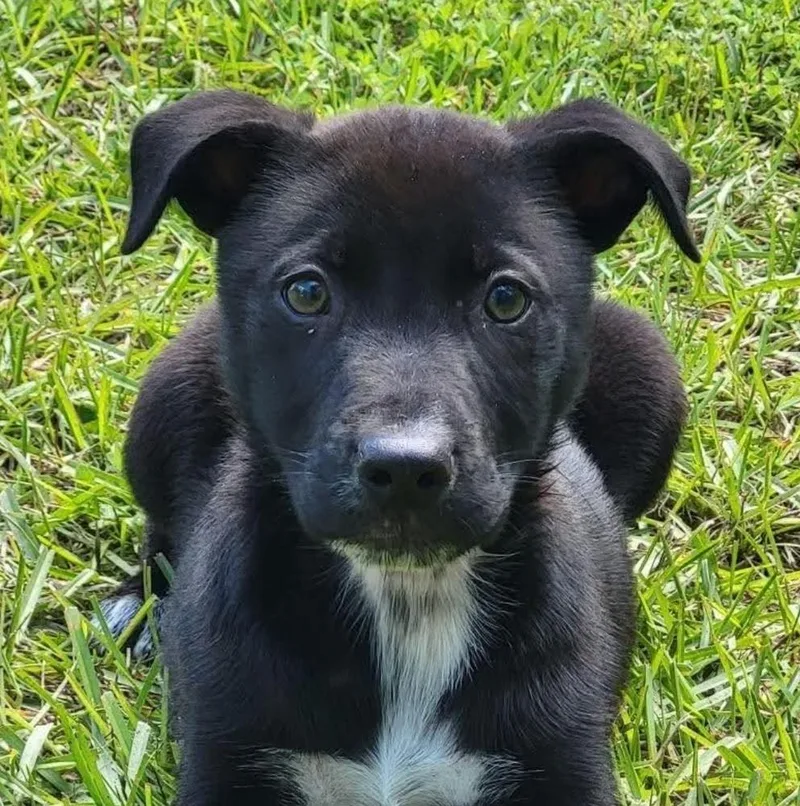 A baby large-sized male Black Mixed Breed dog named Steve for adoption in Groveland, MA