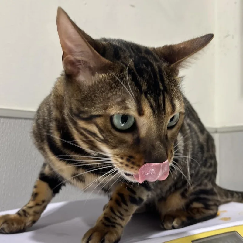 An adult large-sized male Brown / Chocolate Bengal cat named JoJo for adoption in Tampa, FL