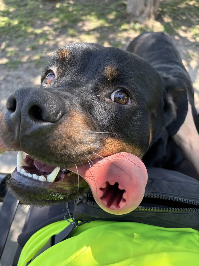 A young medium-sized male Rottweiler dog named Maximus for adoption in Richardson, TX