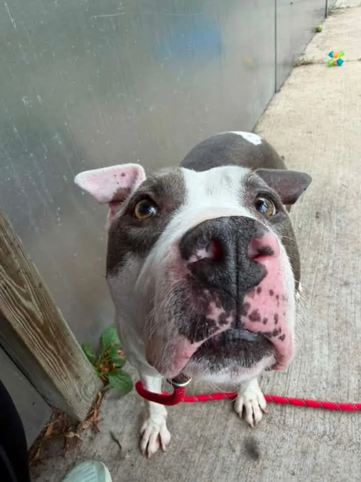 An adult medium-sized male White / Cream Pit Bull Terrier dog named Steppenwolf for adoption in Chicago, IL