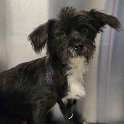 A young small-sized male Terrier dog named Billy for adoption in Fresno, CA