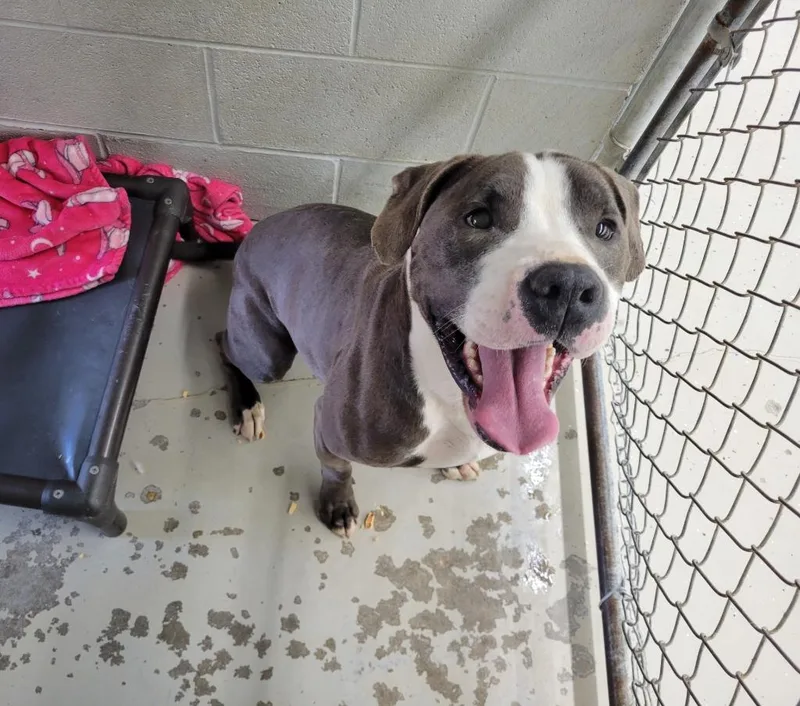 An adult large-sized male Pit Bull Terrier dog named Bud for adoption in Camden, TN