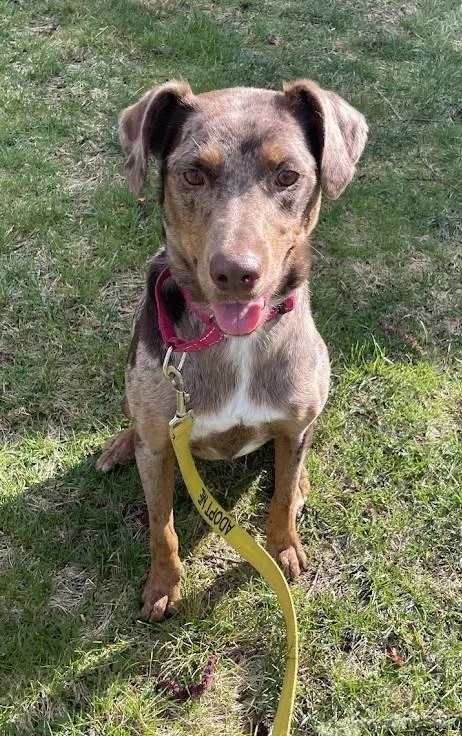A young medium-sized female Merle (Red) Catahoula Leopard Dog dog named Gwen  Ri for adoption in Warren, ME