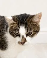 Eloise