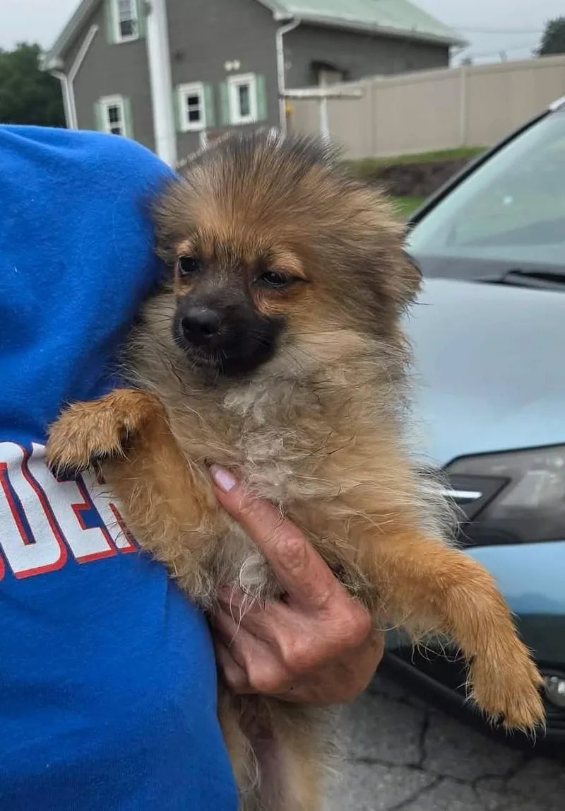 A baby small-sized male Pomeranian dog named Scruffles for adoption in Havertown, PA