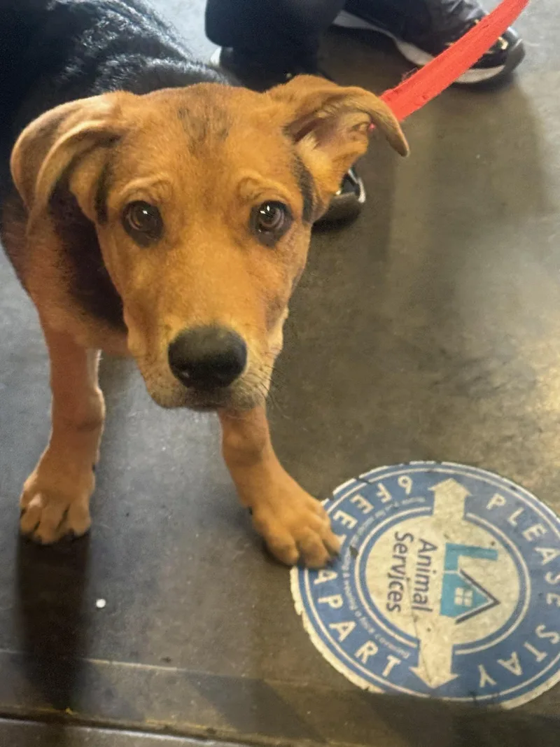 A young medium-sized male German Shepherd Dog dog named Spike for adoption in Los Angeles, CA