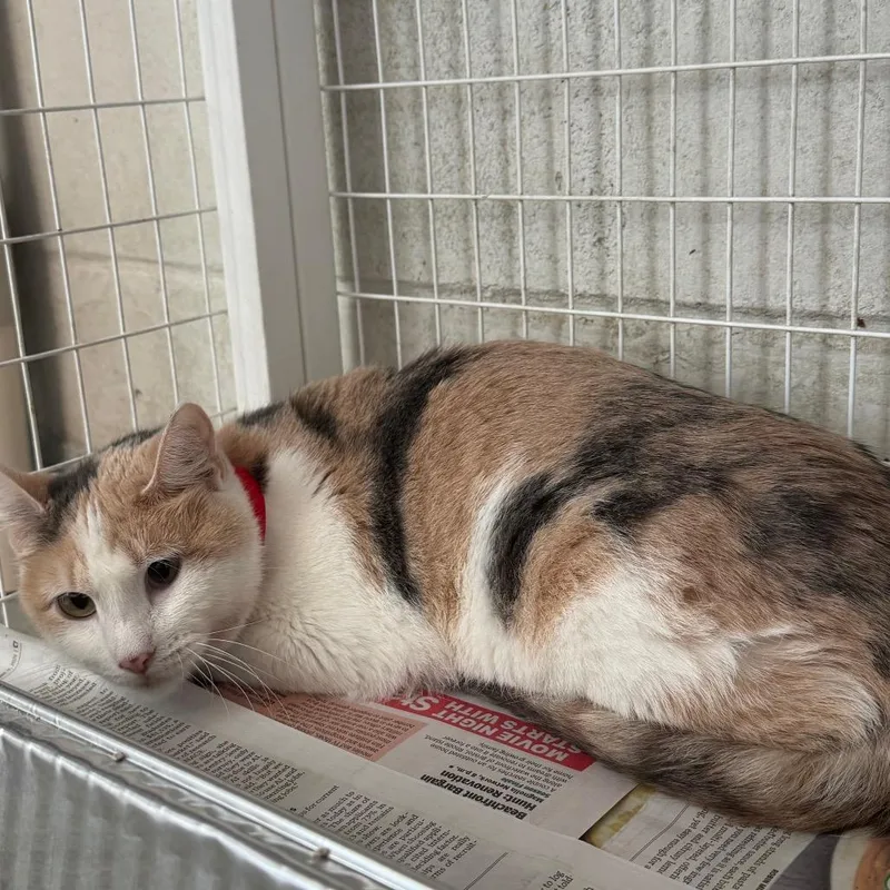 An adult medium-sized female White Domestic Short Hair cat named Attis for adoption in Chicago, IL