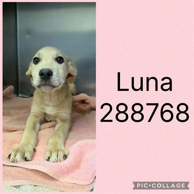 A baby small-sized female Mixed Breed dog named Luna for adoption in Macon, GA