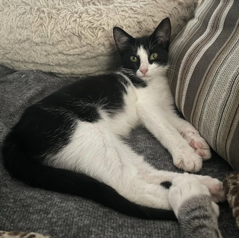 A young medium-sized female Black & White / Tuxedo Domestic Short Hair cat named BunBun for adoption in Oxford, MS