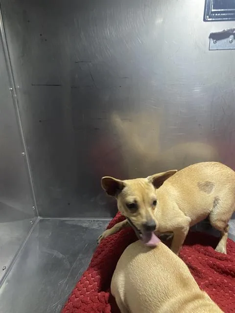 A young small-sized female Chihuahua dog named Chula for adoption in Dallas, TX