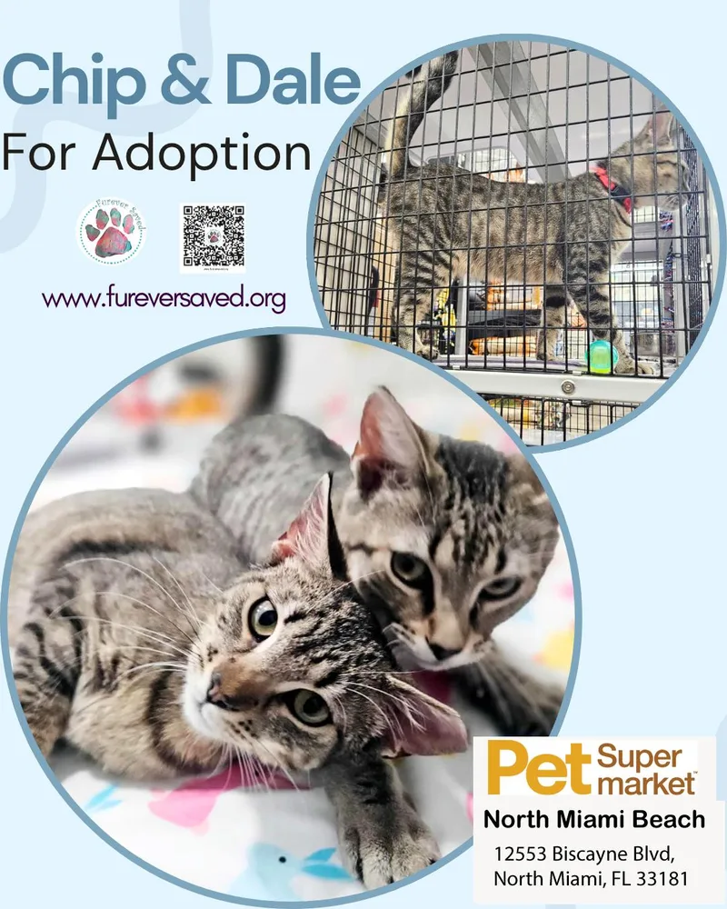 A baby small-sized male Tabby (Brown / Chocolate) Domestic Short Hair cat named Chip and Dale for adoption in Miami, FL