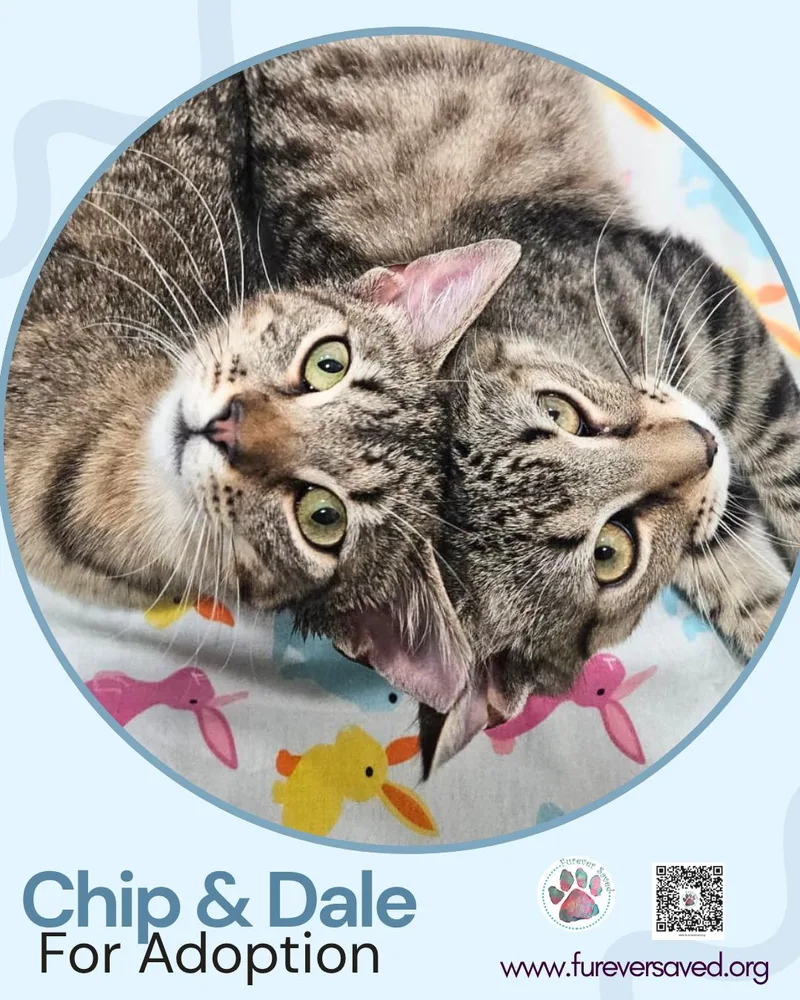 Chip and Dale thumbnail 3
