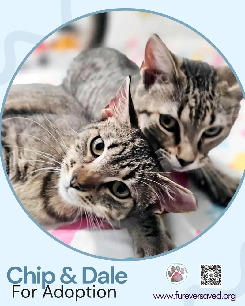 Chip and Dale thumbnail 5