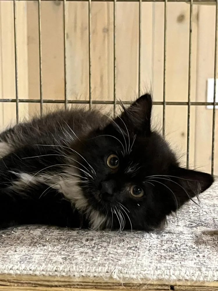 A baby small-sized female Black & White / Tuxedo Domestic Medium Hair cat named Alto for adoption in Southbury, CT