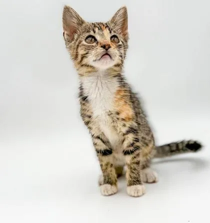 A young small-sized female Domestic Short Hair cat named Vera for adoption in Bowling Green, KY