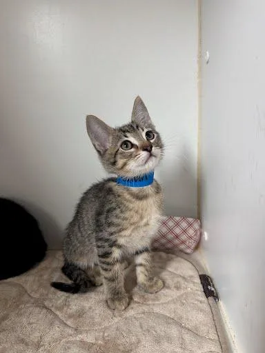 A baby small-sized male Brown / Chocolate Domestic Short Hair cat named Calvin for adoption in Oakland, CA