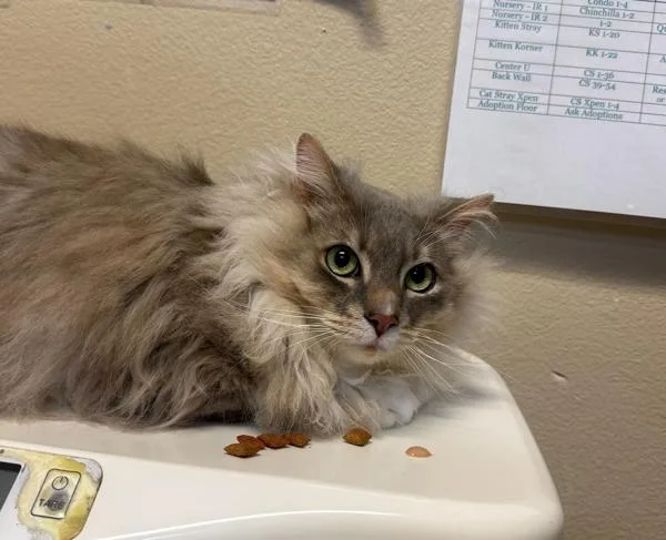 An adult small-sized male Domestic Long Hair cat named Ghost for adoption in Oceanside, CA