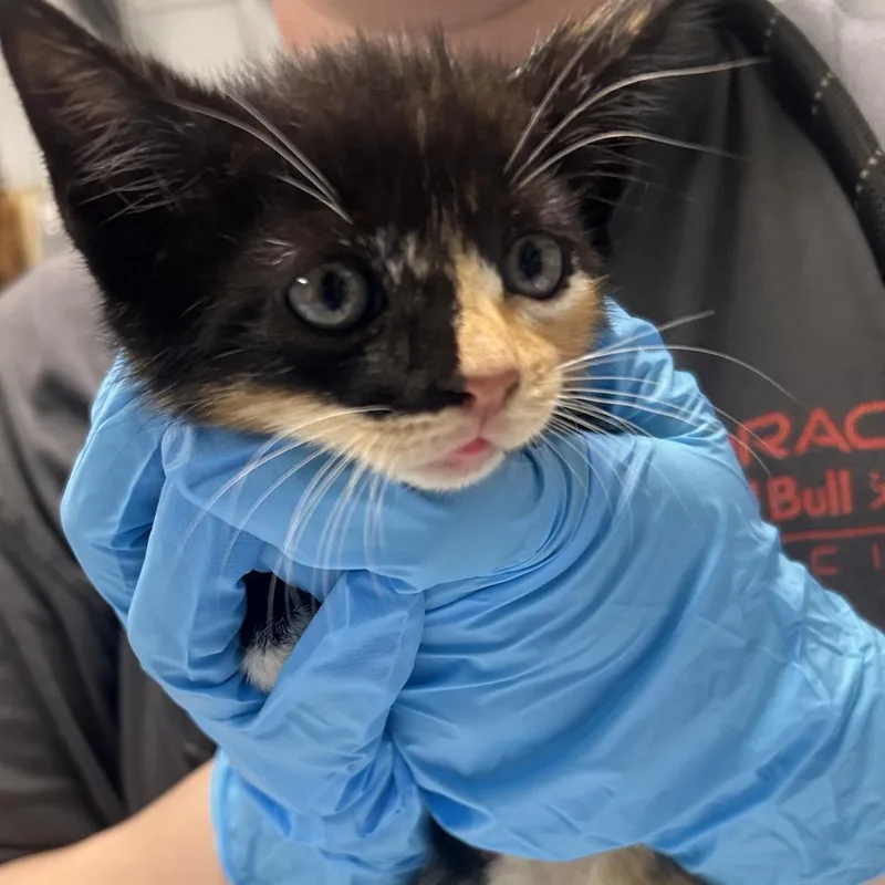 A baby small-sized female Calico Domestic Short Hair cat named Sarah for adoption in Summerville, SC