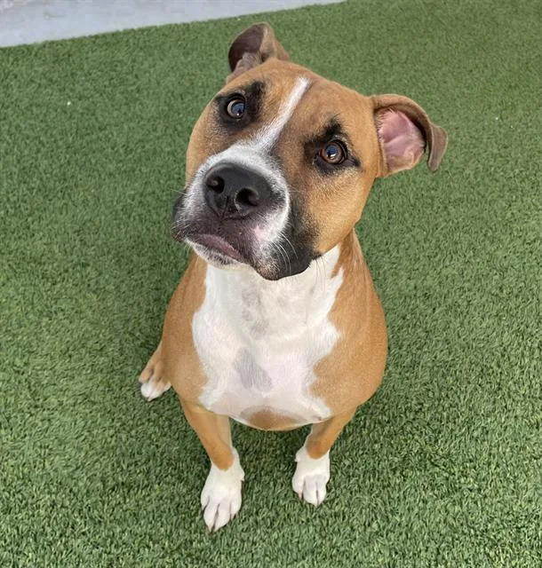 A young large-sized male Mixed Breed dog named Champ for adoption in Palmetto, FL