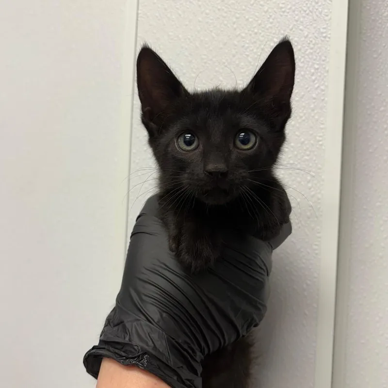 A baby small-sized male Domestic Short Hair cat named Sphinx for adoption in Abilene, TX