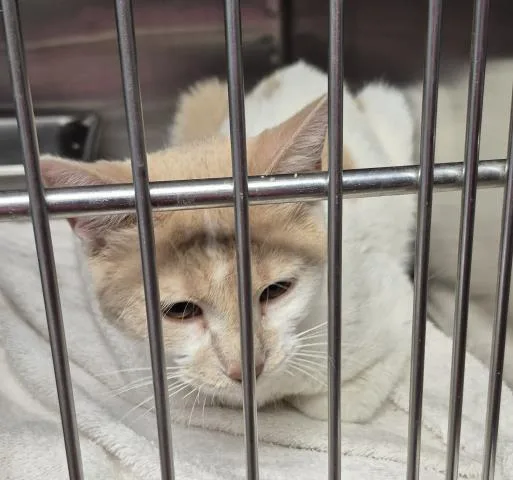 A young medium-sized female Domestic Short Hair cat named Stella for adoption in Decatur, IL