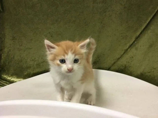 A baby small-sized male Domestic Short Hair cat named Paprika for adoption in Riverside, CA