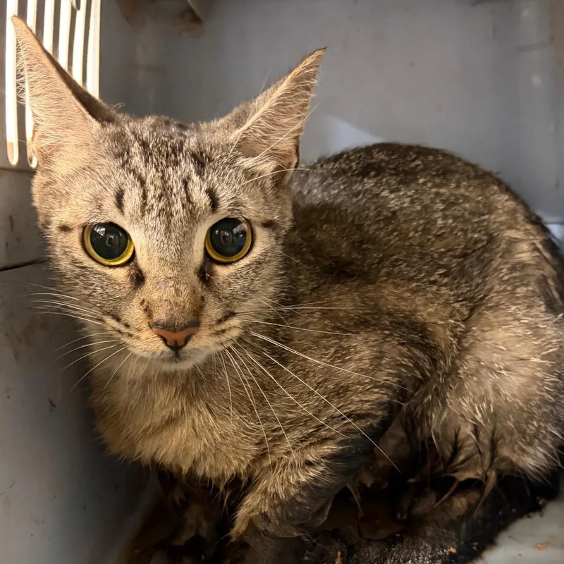 A young medium-sized female Gray / Blue / Silver Domestic Short Hair cat named Gardenia for adoption in Lake Jackson, TX