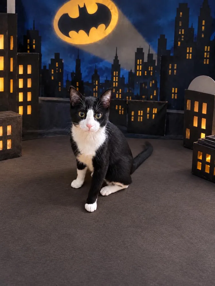 A young large-sized male Black & White / Tuxedo Domestic Short Hair cat named Bruce Wayne for adoption in Dallas, TX