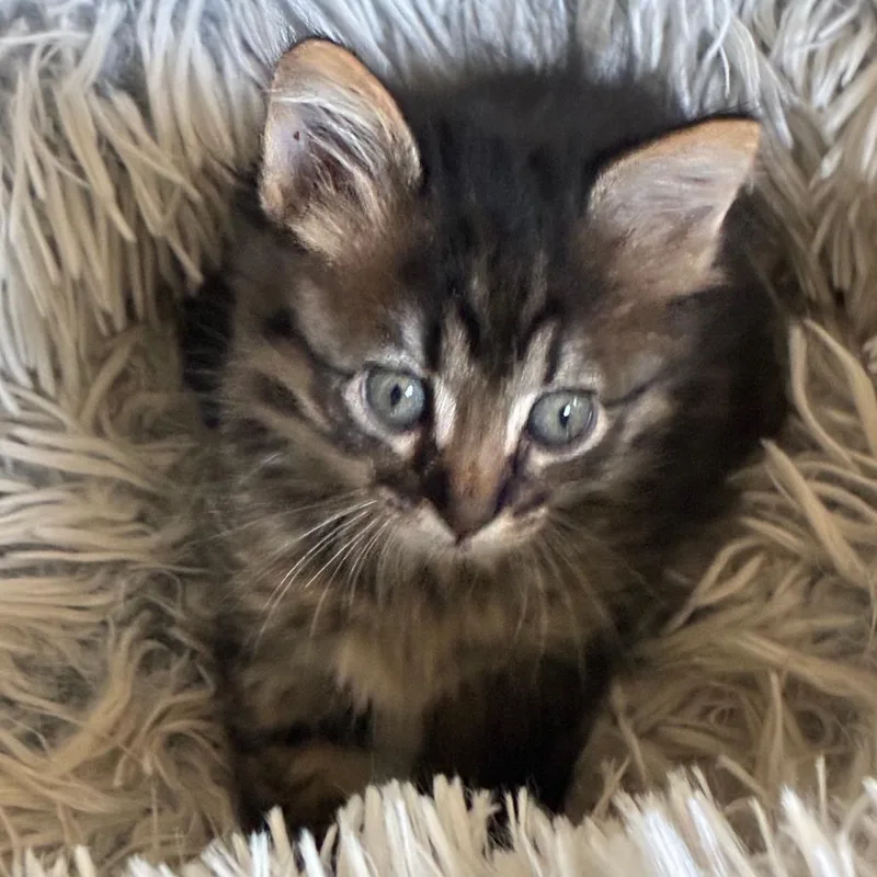 A baby small-sized female Brown / Chocolate Domestic Short Hair cat named Acorn for adoption in Columbia, MO