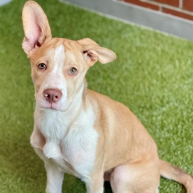 A baby small-sized male Mixed Breed dog named Froyo for adoption in Edmond, OK