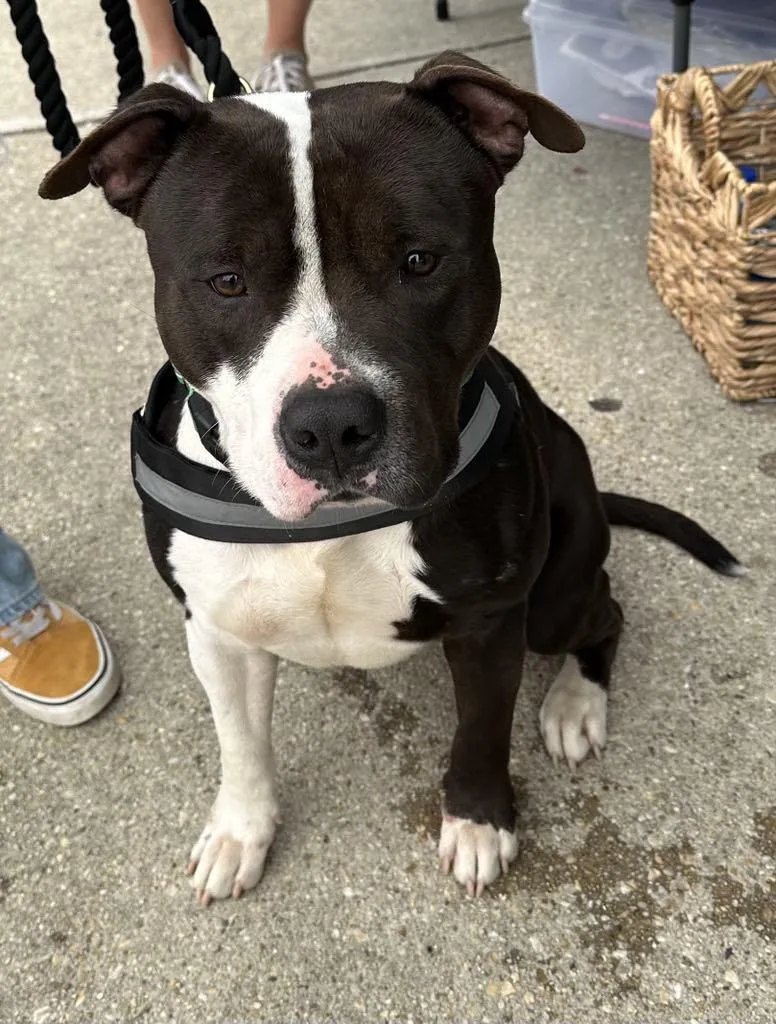 Goldberg thumbnail 2