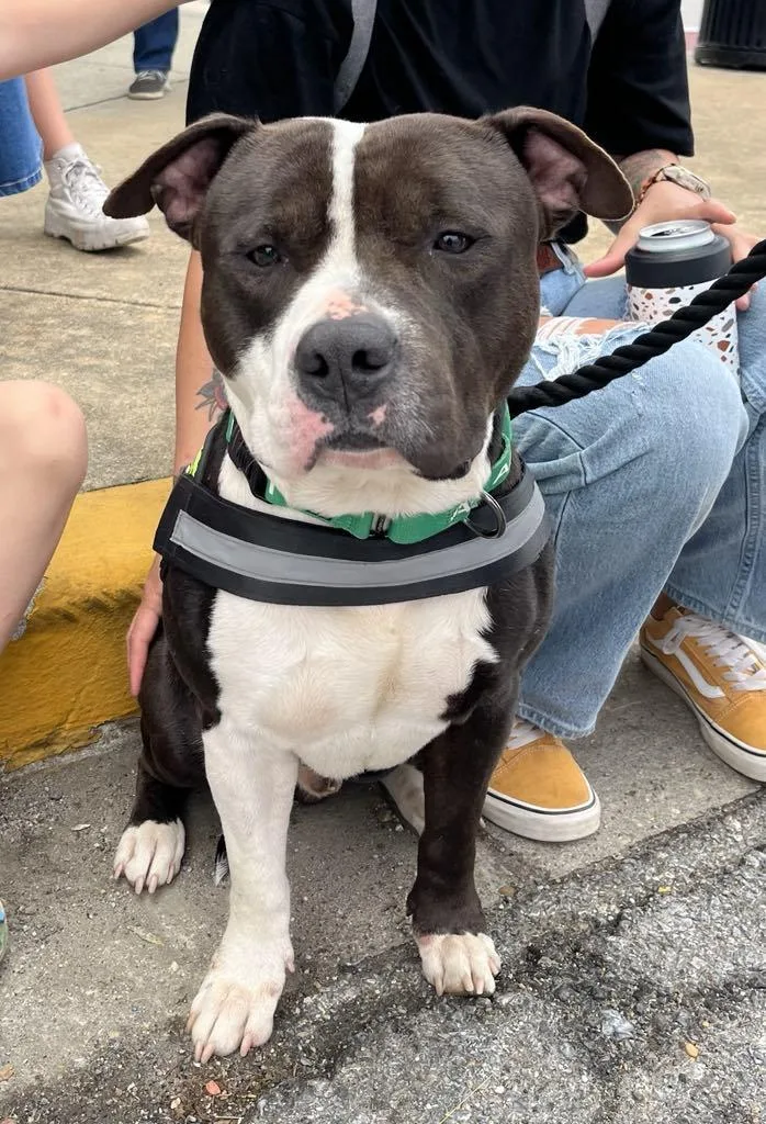 Goldberg thumbnail 3